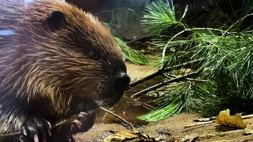 Close up Beaver eating a stick