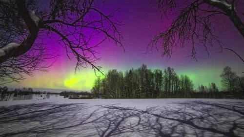 Purple and green colored Northern Lights sky over forest landscape during winter day - Time lapse
