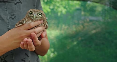 Little Owl Held in Hands, Close Up Shot