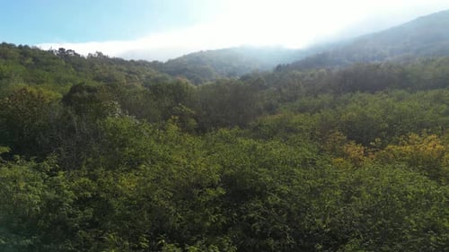 Flying Over the Forest in Autumn 05