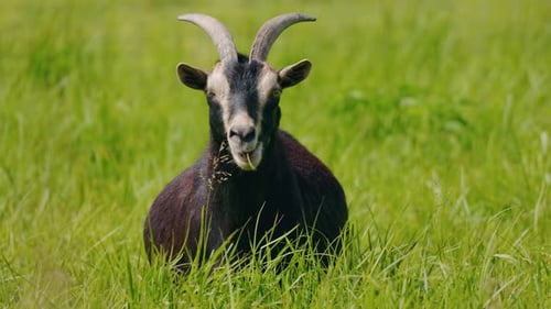 Closeup of a Black and Brown Goat with Large Curved Horns Resting in Tall Green Grass in a Sunny