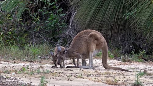 Kangaroo with Joey Foraging in the Australian Bush