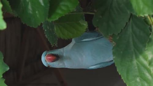Periquito de anillos rosados en un árbol