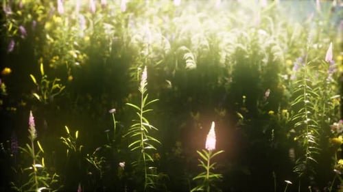 Wild Flowers in the Field