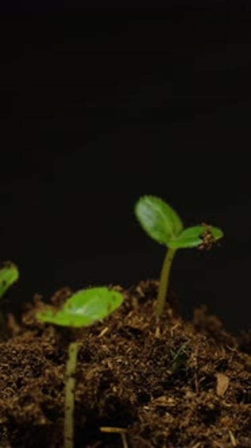 Time Lapse of New Plants Growing