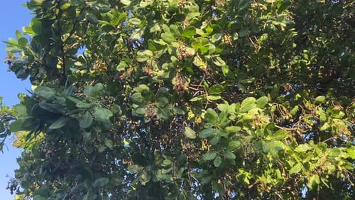 Lush Cashew Tree with Ripening Fruit on Branches