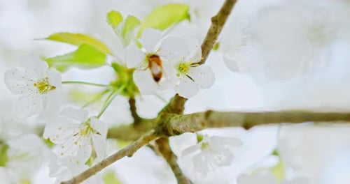 Closeup of a bee on an apple tree branch with blossoms and beautiful white petals – filmed in 4k slo