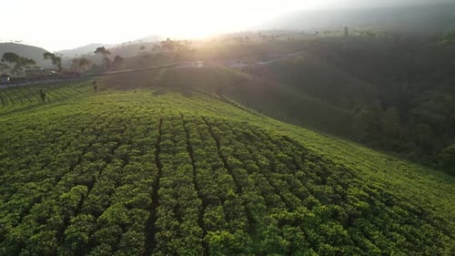 Sunrise over Tea field and Mountain