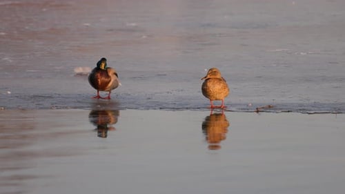Two ducks stand on a frozen lake, facing away. The male has a glossy green head, while the female