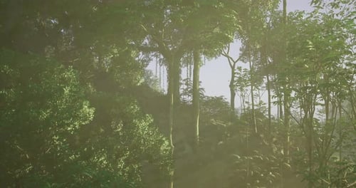 Sunlight Filters Through Dense Forest Foliage in a Serene Natural Landscape