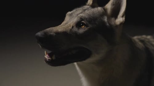 Wolfhound in dark Studio Environment
