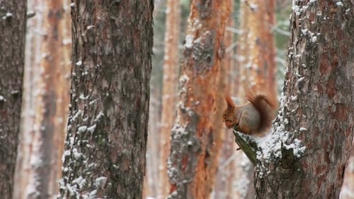 Red Squirrel Eating Nut on Pine Tree in Winter Forest. Wild Squirrel Feeding on Tree Trunk