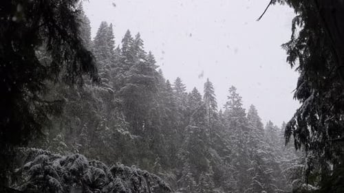 Snowstorm In The Woods With Conifer Trees During Wintertime. Slow Motion