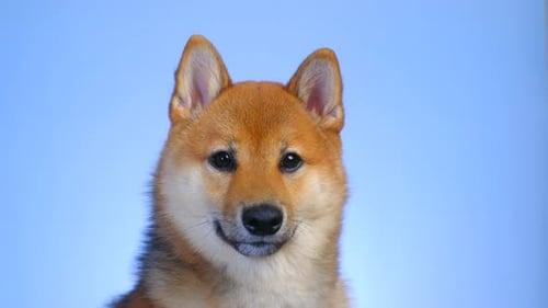 Close Up Portrait of Shiba Inu Dog