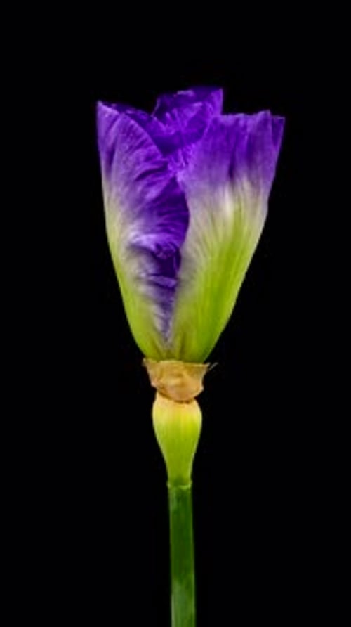 Timelapse of Growing Iris Flower Spring Flower Iris Blooming on Black Background