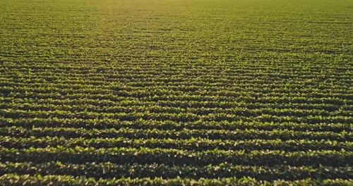 Aerial shot of green soybean crops field at agricultural farm.