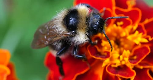Hummel auf Ringelblumenblüte. Sommer-Makroaufnahmen.