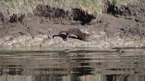 River Otter running alongside others swimming