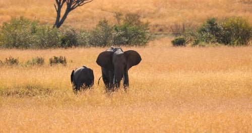 An Elephant Mother And Calf In The Savanna Of Masai Mara, Kenya - Wide Shot