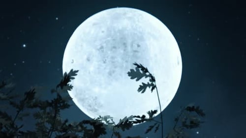 Serene Full Moon Night Sky with Swaying Tree Branches