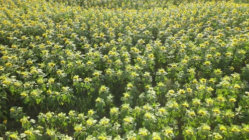 sunflowers