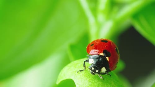 Ladybug in the Green Grass in the Forest