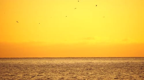 A Flock of Seagulls Fly and Fish in the Sea