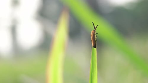 Living On Green Grass Meadow Ecosystem,Animal Insects Wildlife