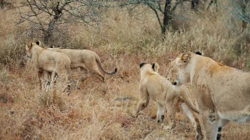 Lion Pride Walking Through Grassy Savannah