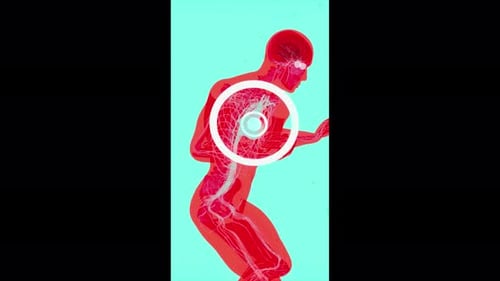 Conceptual vertical animation of the heart