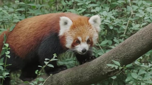 Red Panda on Tree