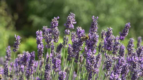 Bee pollinates lavender in a meadow, lavender flowers sway in the wind. Bee flying into lavender