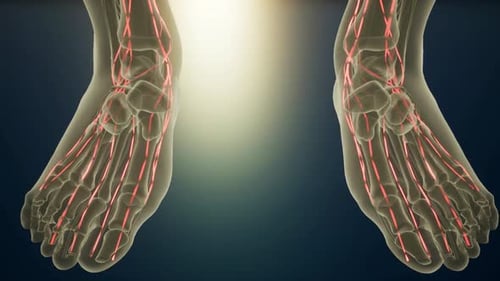 Human Foot Anatomy with Animated Nerves and Bones
