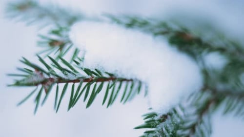 Schnee, der in einen Wald fällt (Zeitlupe). Eine mit frischem Schnee bedeckte Kiefer.