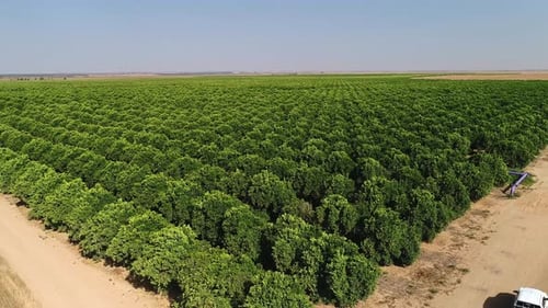 Aerial footage of large plantation of fruit trees and agricultural fields