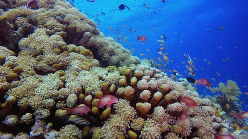 Underwater Sea Coral Tropical Reef