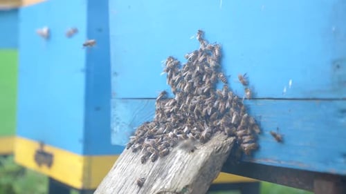15h. A bunch of bees around a tray in a hive. Beekeeping and honey production.