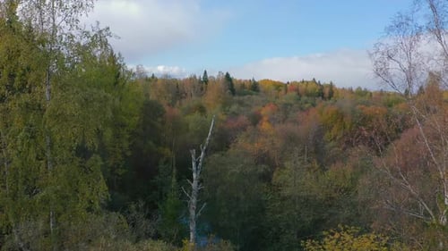 Top view of treetops of dense autumn forest