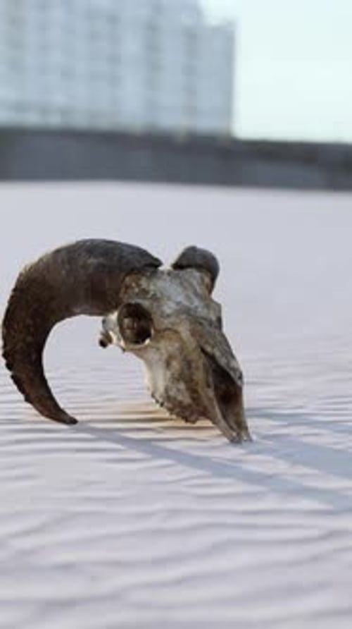 Old Ram Skull on the Beach