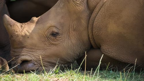 Rhinoceros in the Open