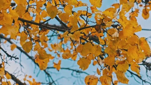 Yellow Foliage on a Tree Branch Against the Sky in an Autumn Park