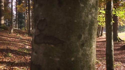 Autumn Forest Picnic 2