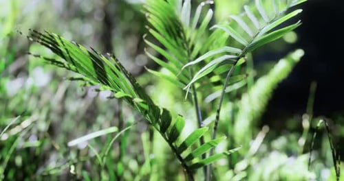 Lush Greenery Thrives in a Vibrant Forest Habitat During Sunny Daytime Hours
