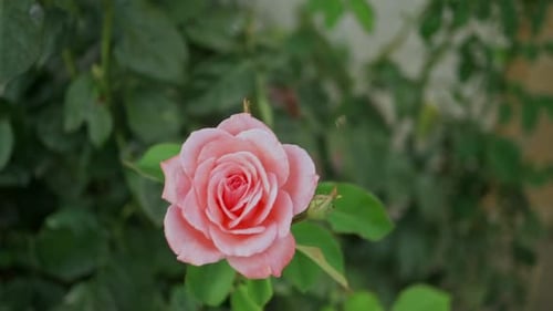 Eine rosa Rose in der Sonne, bewegt vom Wind