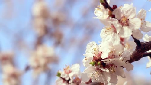 Apricot Blossom. Apricot Flowers on Branch of Apricot Tree. Blossom of White