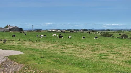 Aerial View of Cattle Farming