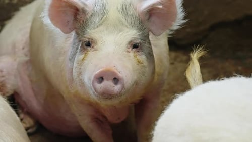 Gros plan d'un cochon domestique reposant parmi ses compagnons dans un enclos rustique montrant une peau rose et des poils grossiers