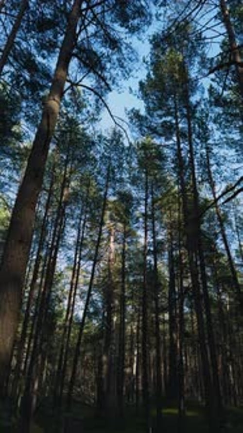 Belle vue dans une forêt de sapins près de la mer