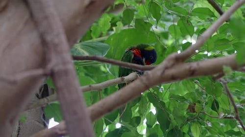 Low angle view of a Rainbow Lorikeet grooming its feathers while perched in a tree, with lush green
