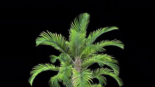 Realistic Palm Tree Gently Swaying Animation